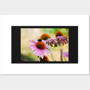 Echinacea Purpurea with Bee Posters and Art